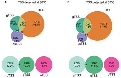 Genome-Wide Transcriptional Start Site Mapping and sRNA Identification in the Pathogen Leptospira interrogans